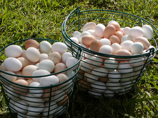 egg basket חטא ג: אחחחח.... הביצים, הביצים....