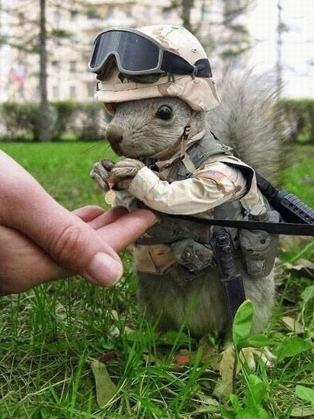 squirrel soldier מחייל רודף בצע, למשווק רודף מידע